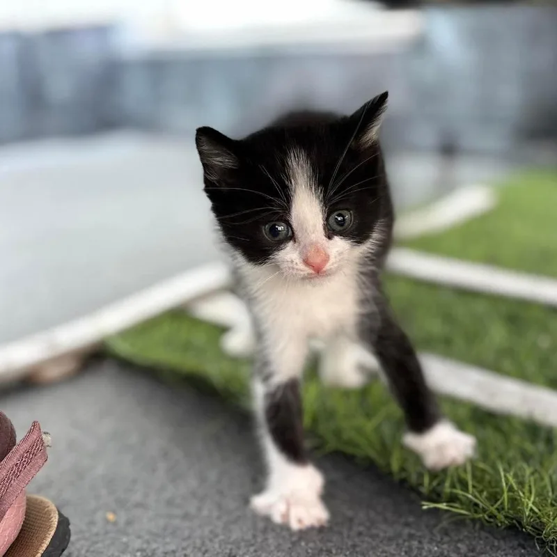 A baby small-sized male Black Domestic Short Hair cat named Mousse for adoption in Lexington, KY