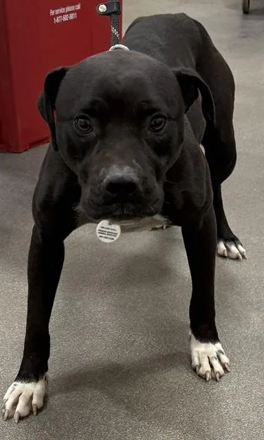 A young medium-sized female Pit Bull Terrier dog named Girl for adoption in Upper Marlboro, MD