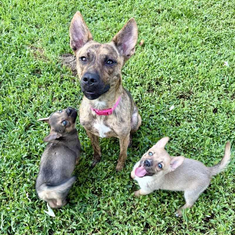 A baby medium-sized male Yellow / Tan / Blond / Fawn German Shepherd Dog dog named Dune for adoption in Murphysboro, IL