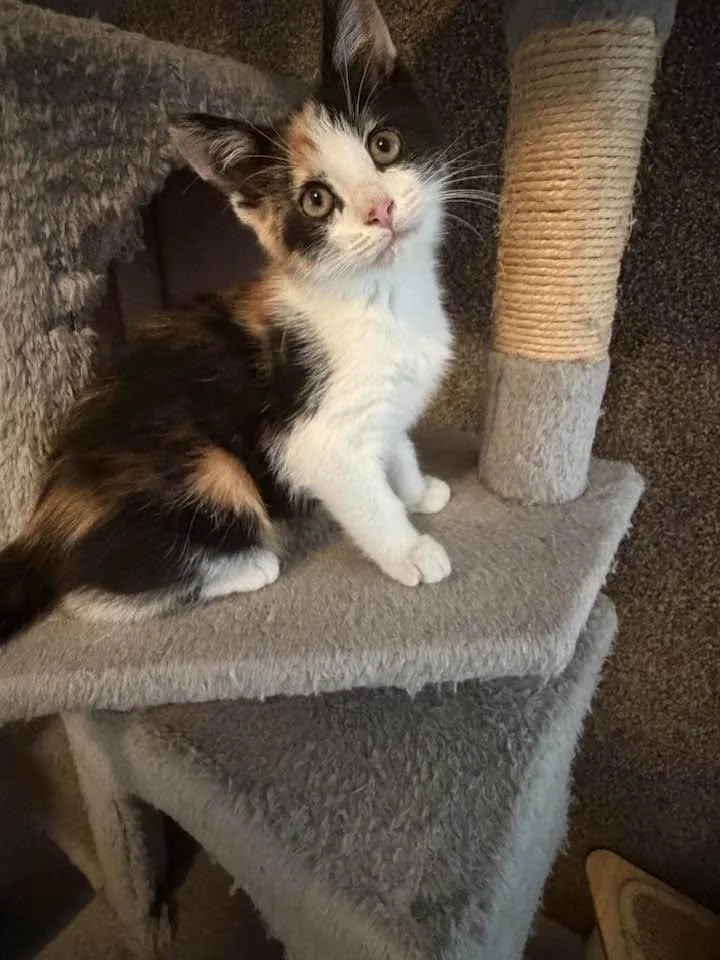 A baby medium-sized female Calico cat named Pebbles for adoption in Cleveland, OH