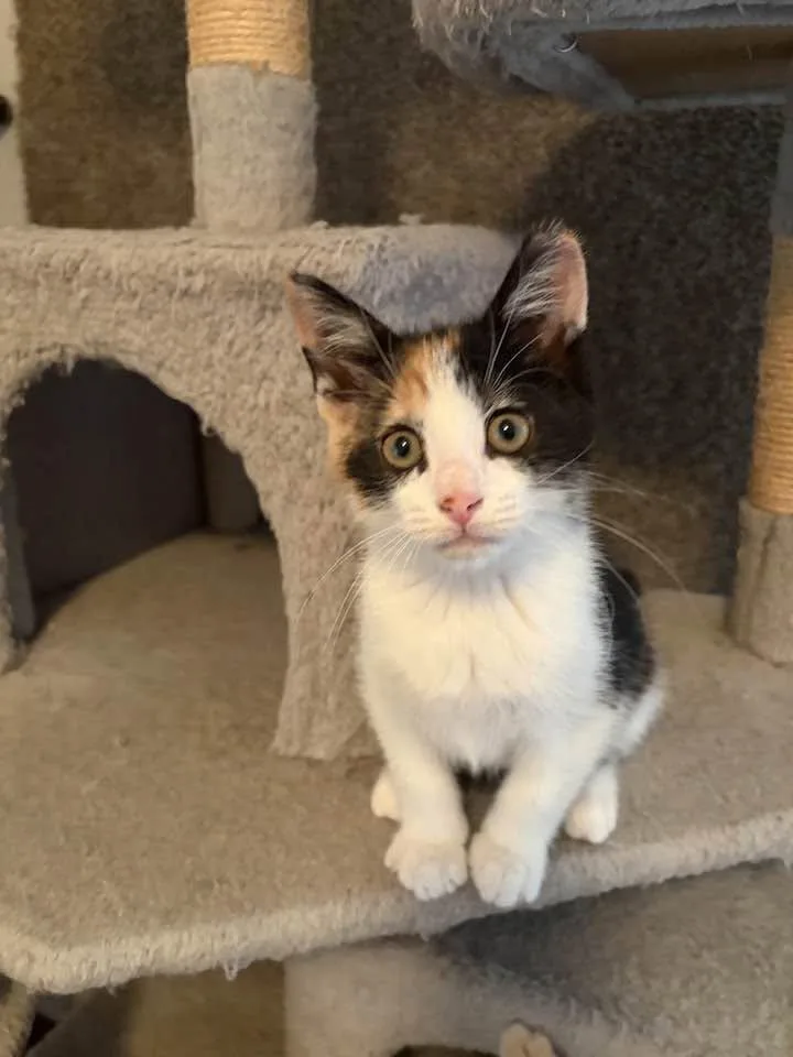 Pebbles thumbnail 4