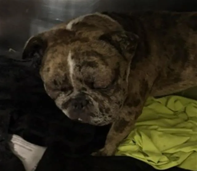 A young medium-sized male Merle (Blue) Bulldog dog named Benny  URGENT for adoption in Thousand Oaks, CA