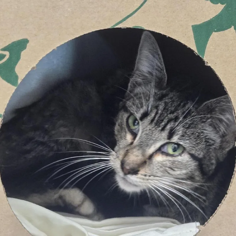 A young small-sized male Gray / Blue / Silver Domestic Short Hair cat named Francis for adoption in Saint Louis, MO