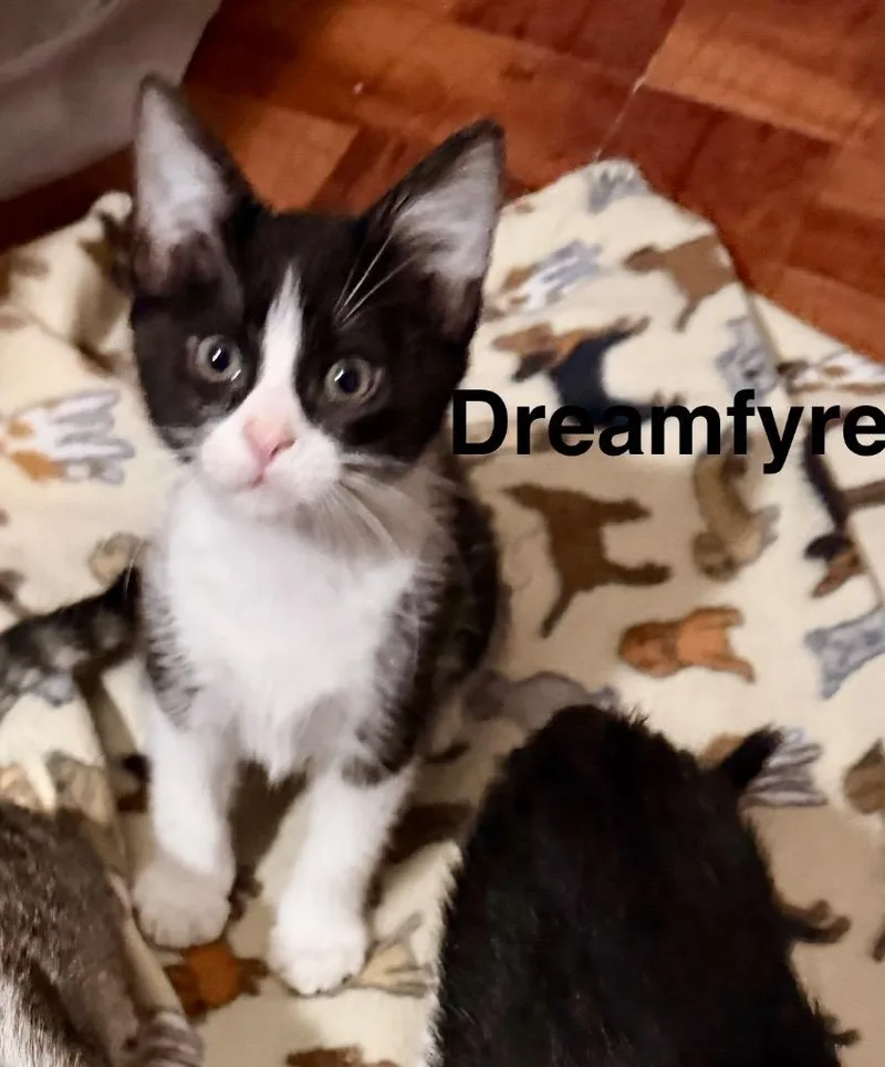 Dream Fyre thumbnail 2