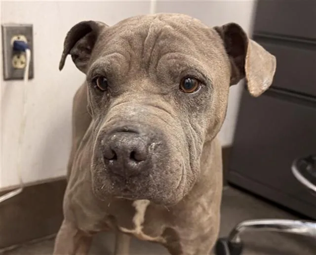 A young large-sized male Pit Bull Terrier dog named Sniffers for adoption in Tucson, AZ
