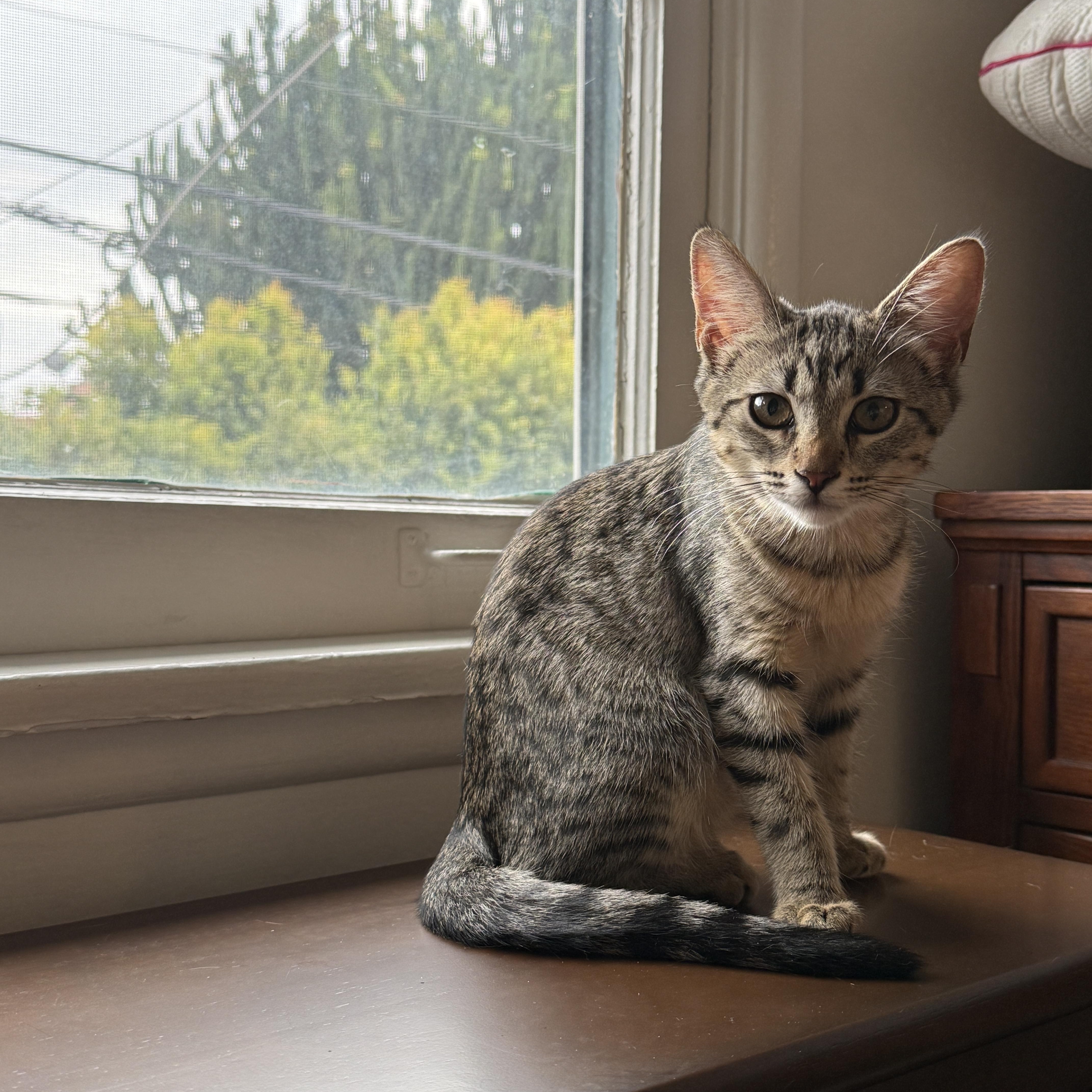 A young small-sized female Tabby (Gray / Blue / Silver) Domestic Short Hair cat named Duck for adoption in Sherman Oaks, CA