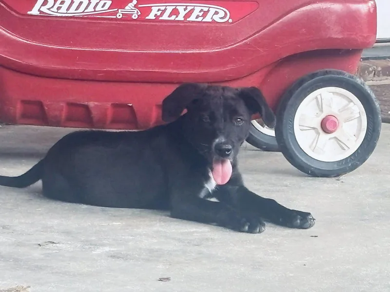 A young medium-sized female Golden Retriever dog named Lulu for adoption in Greenville, SC