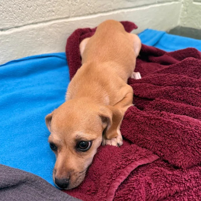 A baby small-sized female Mixed Breed dog named Winifred for adoption in West Palm Beach, FL