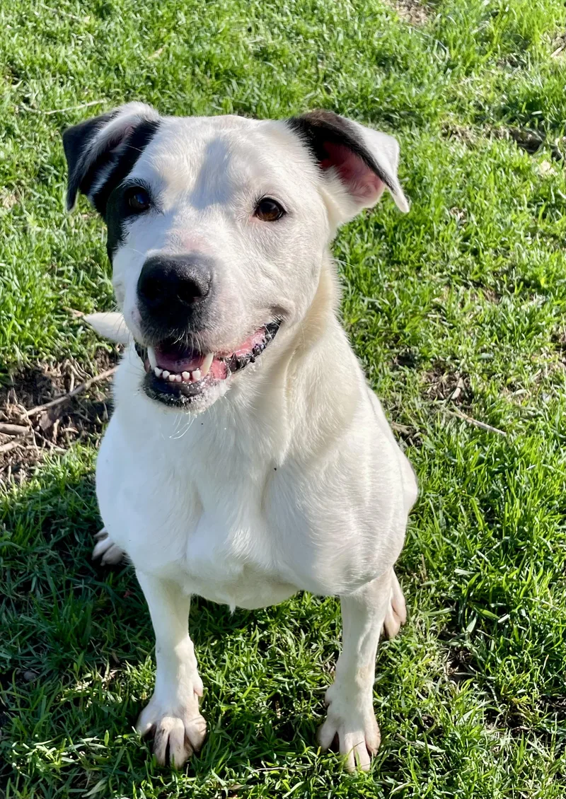 An adult medium-sized female Black Mixed Breed dog named Myra for adoption in Lacon, IL