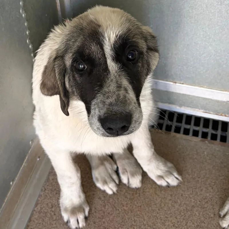 A young large-sized male White / Cream Great Pyrenees dog named Palomo for adoption in Ardmore, OK