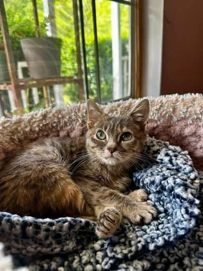 A baby small-sized female Domestic Short Hair cat named Blair for adoption in Savannah, GA