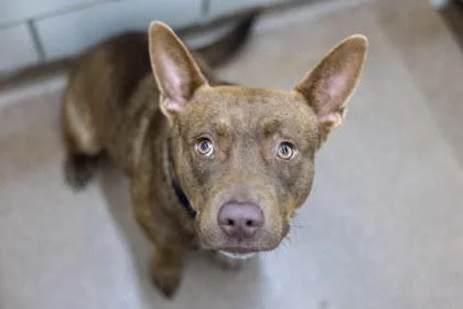 An adult large-sized female Shepherd dog named Wendy for adoption in Golden Valley, MN