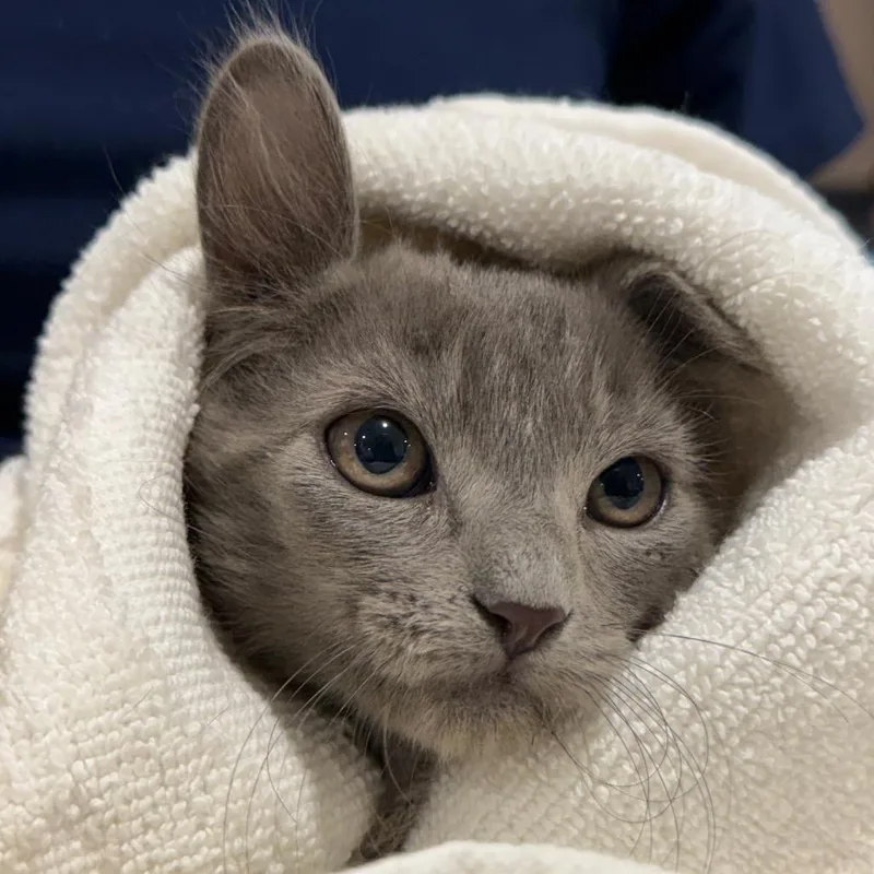 A baby small-sized male Domestic Medium Hair cat named Wile Coyote for adoption in Tucson, AZ