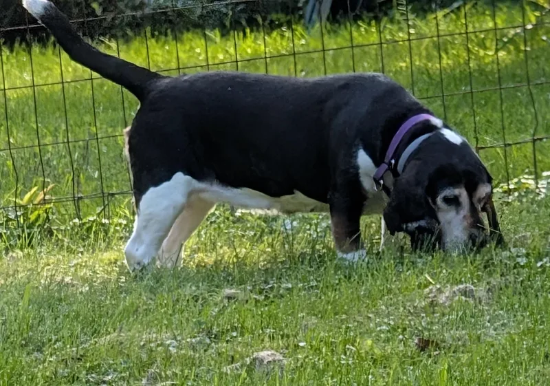 An adult medium-sized female Tricolor (Brown, Black, & White) Beagle dog named Jessie for adoption in State College, PA