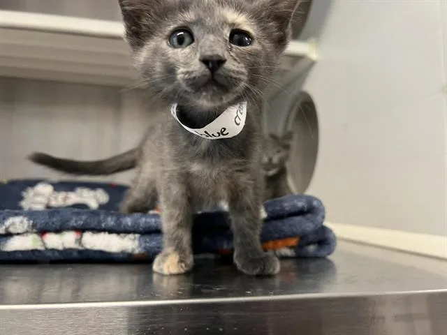 A baby small-sized female Domestic Short Hair cat named Lemon Drop for adoption in Tustin, CA