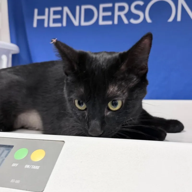 An adult medium-sized female Black Domestic Short Hair cat named Marisol for adoption in Henderson, NV