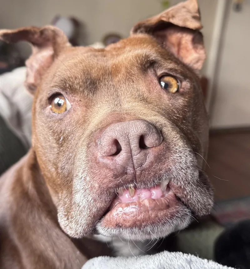 A senior large-sized female Brown / Chocolate American Staffordshire Terrier dog named Gucci for adoption in Roswell, GA