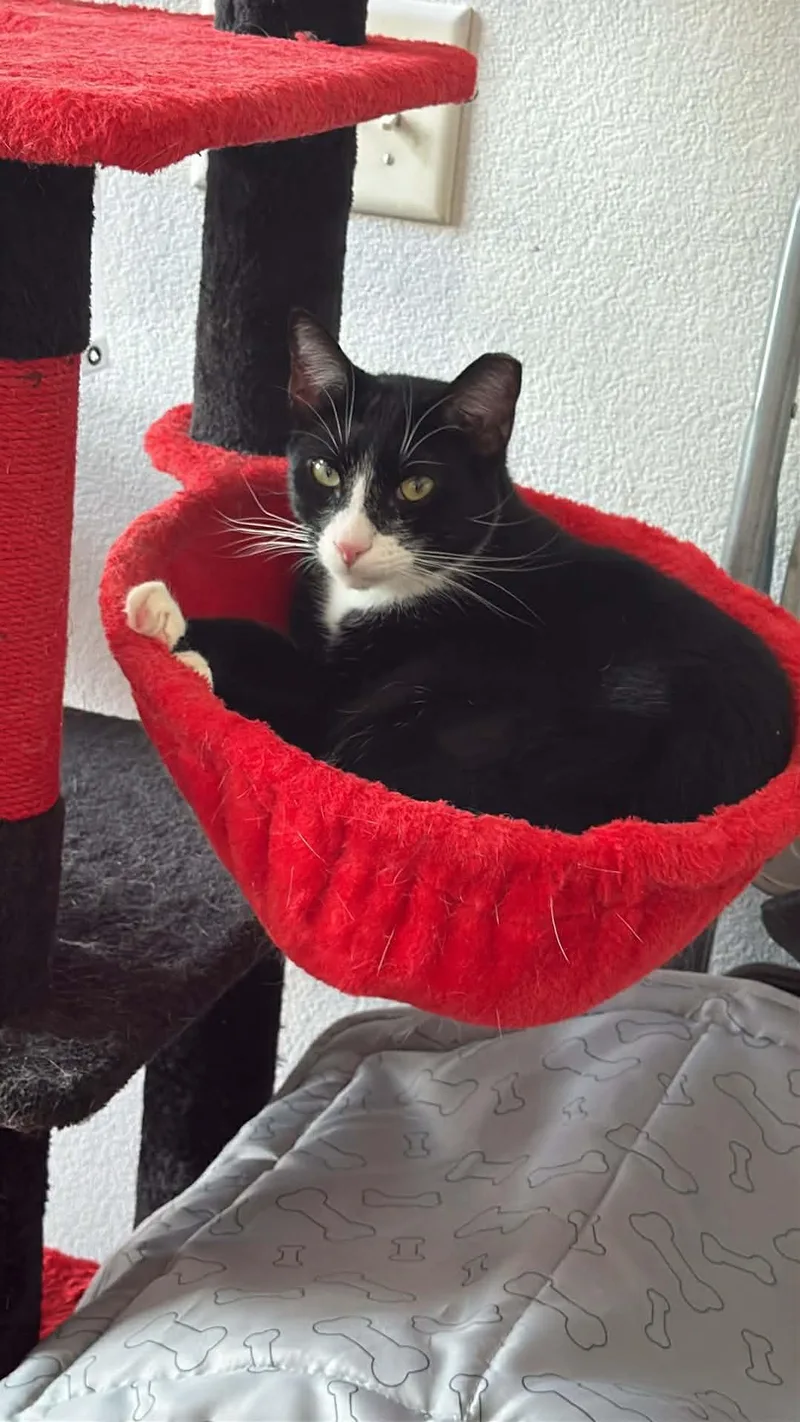 An adult medium-sized male Tuxedo cat named Spritz for adoption in Charlotte, NC