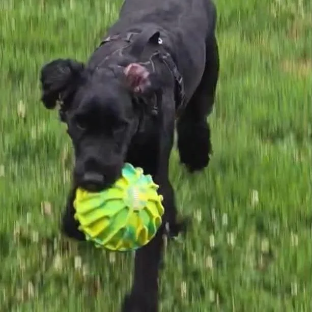 A young extra large-sized male Black Giant Schnauzer dog named Zeus for adoption in Shelby, NC