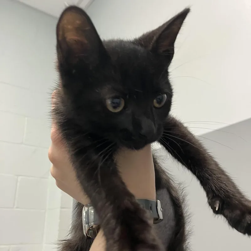 A baby small-sized female Black Domestic Short Hair cat named Glory for adoption in Naples, FL