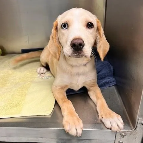 A young medium-sized male Apricot / Beige Labrador Retriever dog named Hopper for adoption in Tyler, TX