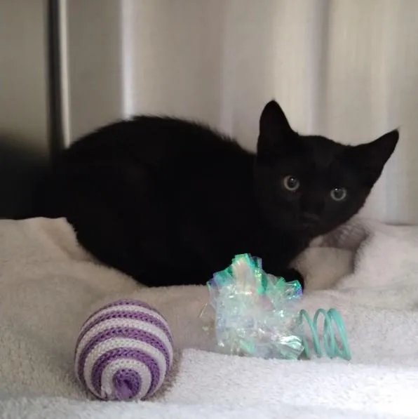 A baby small-sized male Domestic Short Hair cat named Riddle for adoption in Alameda, CA