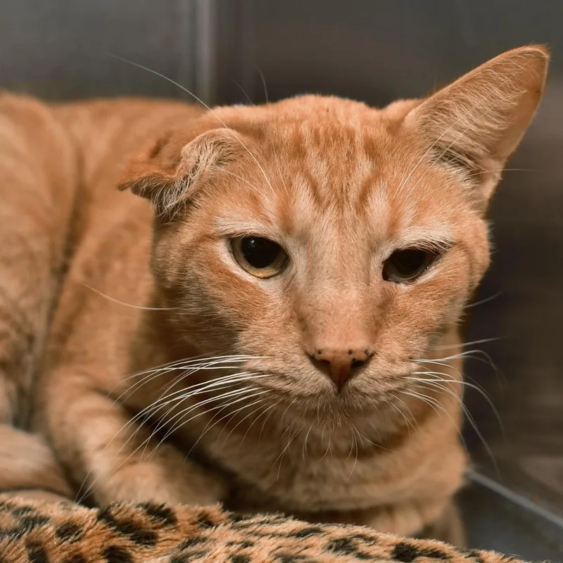 A senior large-sized male Orange / Red Domestic Short Hair cat named Benito for adoption in Ottawa, KS