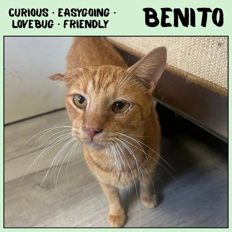 Benito thumbnail 2