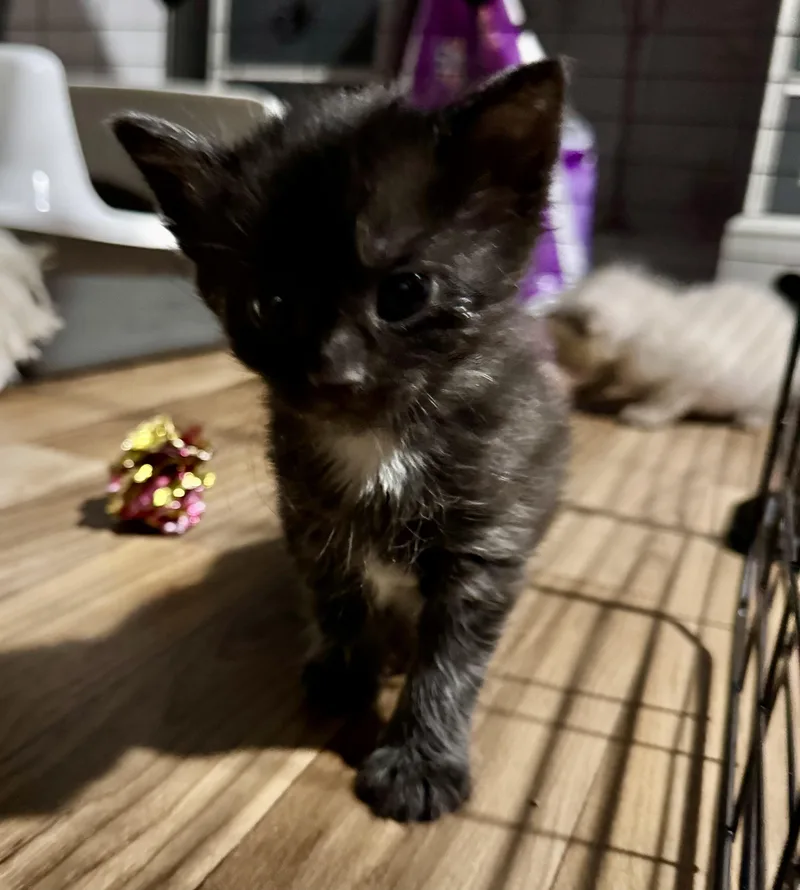 A baby medium-sized female Black Domestic Short Hair cat named Lzzy for adoption in Port Washington, WI