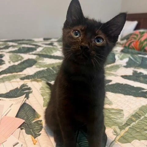 A baby small-sized female Black Domestic Short Hair cat named Fern for adoption in Talent, OR