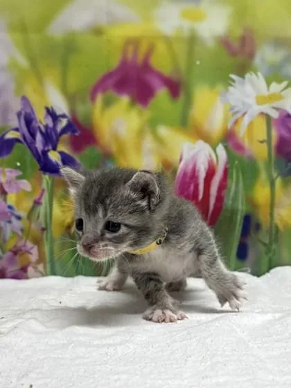 A baby small-sized male Domestic Short Hair cat named Hibachi for adoption in San Antonio, TX