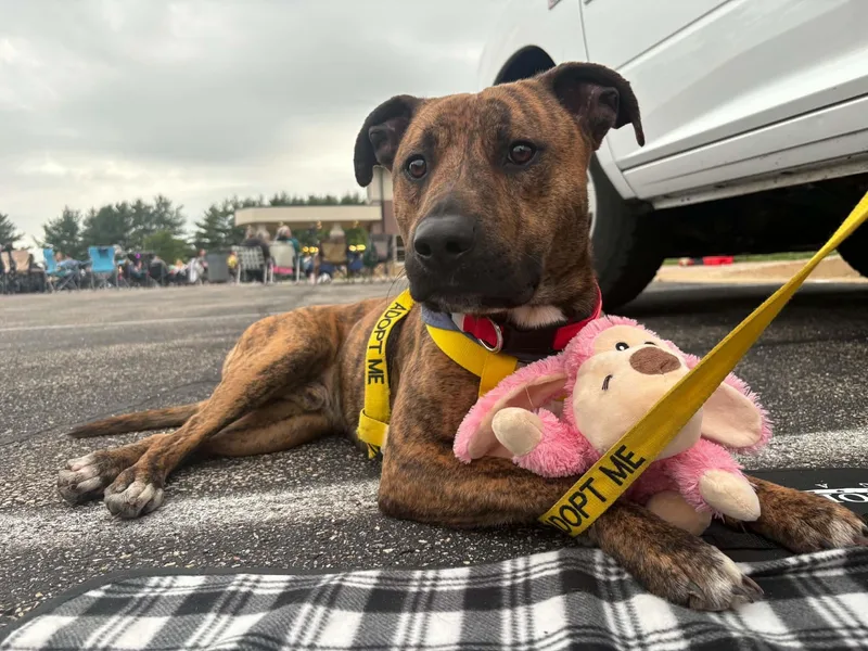An adult medium-sized male Brindle Pit Bull Terrier dog named Ryder for adoption in Tremont, IL
