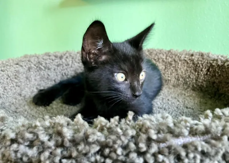 A baby small-sized male Black Domestic Short Hair cat named Data for adoption in San Juan Capistrano, CA