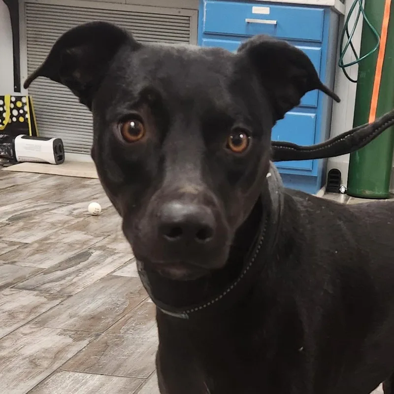 A young medium-sized female Black Labrador Retriever dog named Candy  Local dog for adoption in Andover, MA