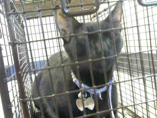 A senior medium-sized female Domestic Short Hair cat named Marci for adoption in Sacramento, CA