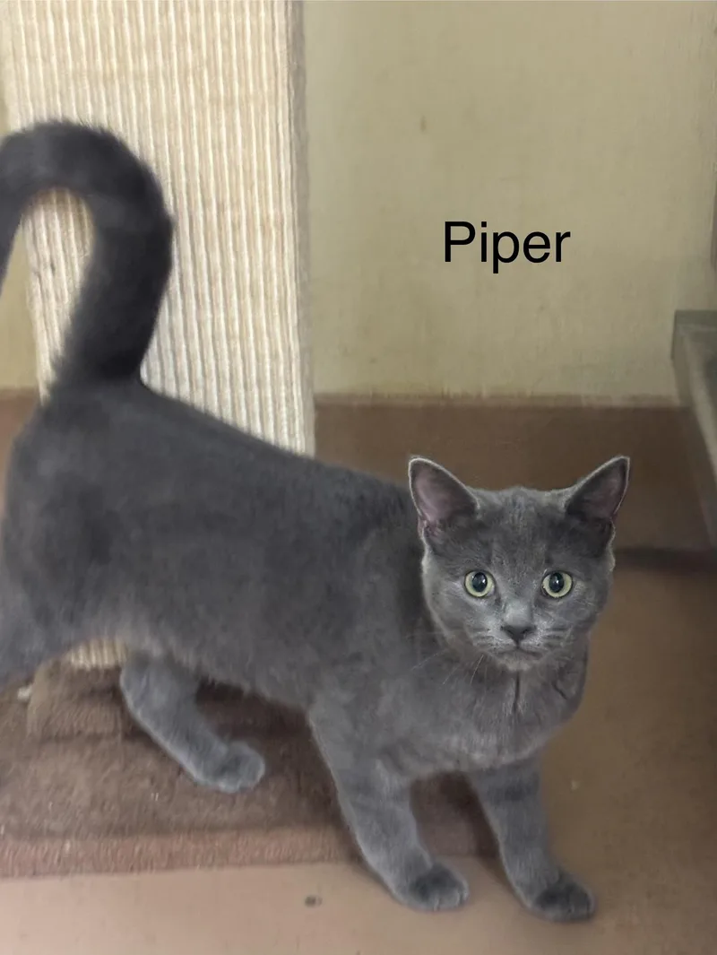 A young medium-sized female Gray / Blue / Silver Domestic Short Hair cat named Piper for adoption in Ulster, PA