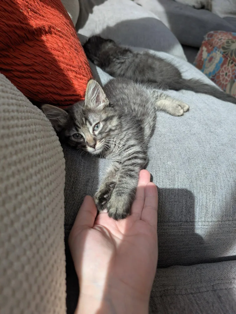 A baby medium-sized male Domestic Long Hair cat named Fat Twin for adoption in Glendale, AZ