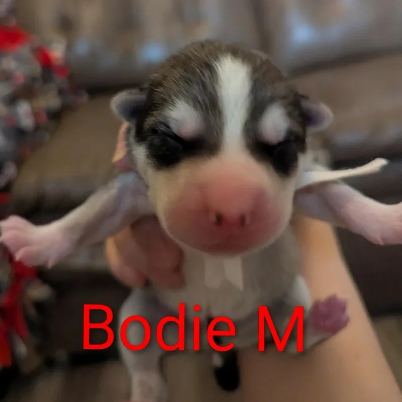 A baby small-sized male Gray / Blue / Silver Husky dog named Bodie D for adoption in Minneapolis, MN