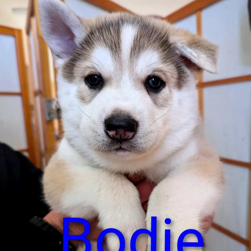 Bodie D thumbnail 4