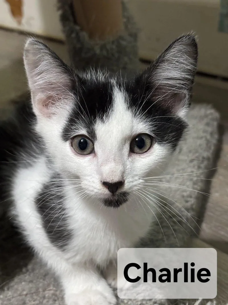 A baby small-sized male White Domestic Short Hair cat named Charly for adoption in Raleigh, NC