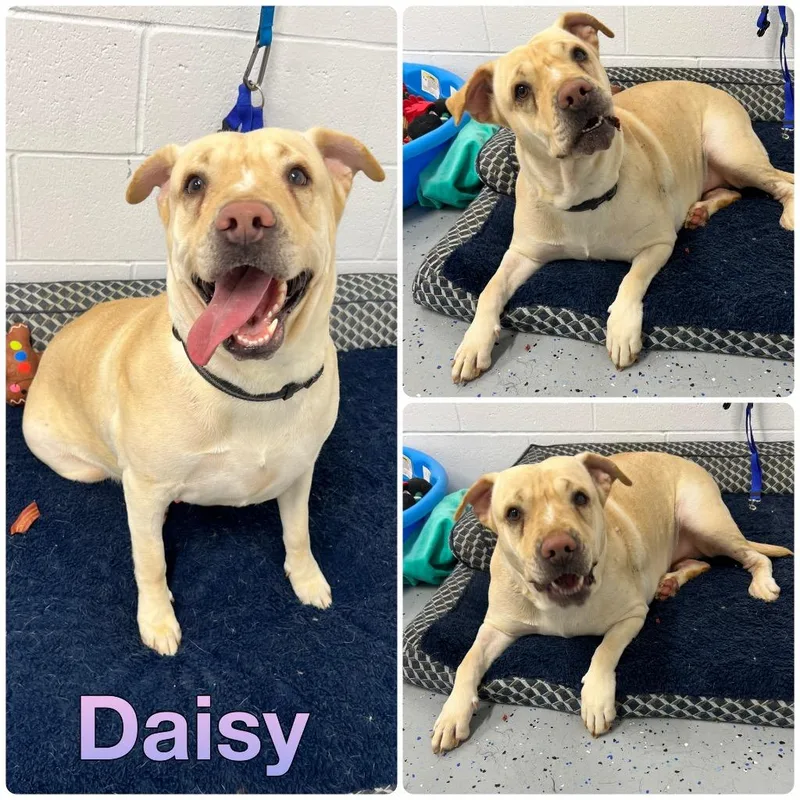Daisy thumbnail 4