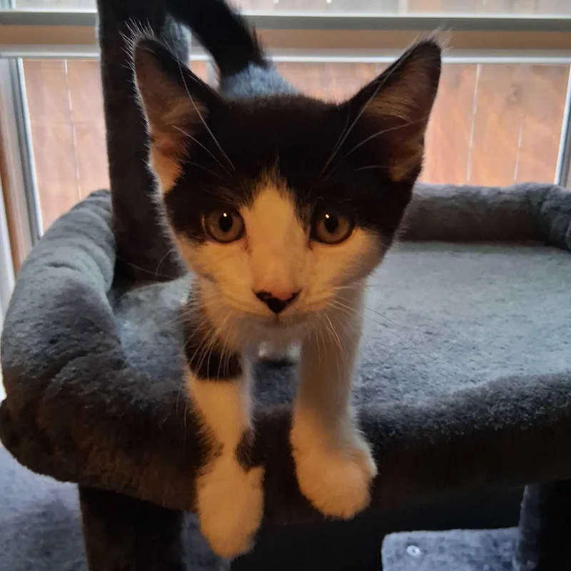 A baby medium-sized male Black Domestic Short Hair cat named Gus for adoption in East Amherst, NY
