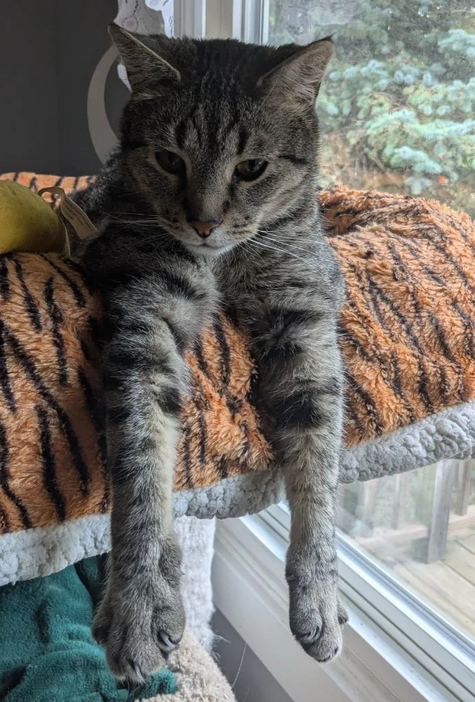 An adult medium-sized male Domestic Short Hair cat named Dobby for adoption in Minneapolis, MN