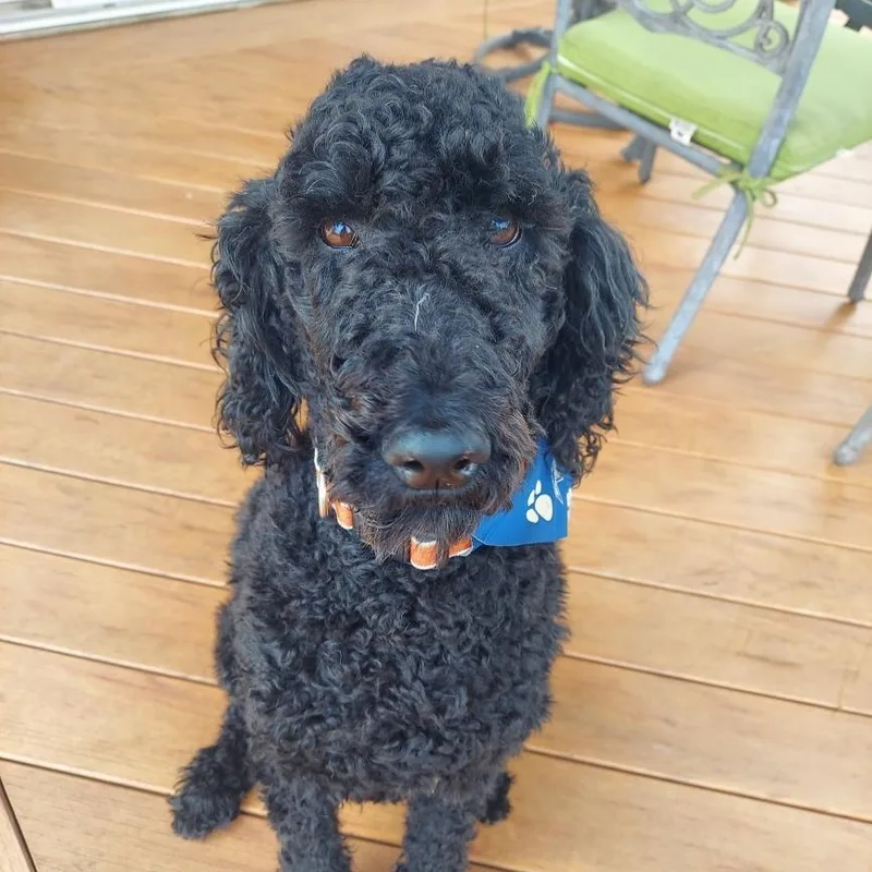 Tomatoes Virginia thumbnail 2