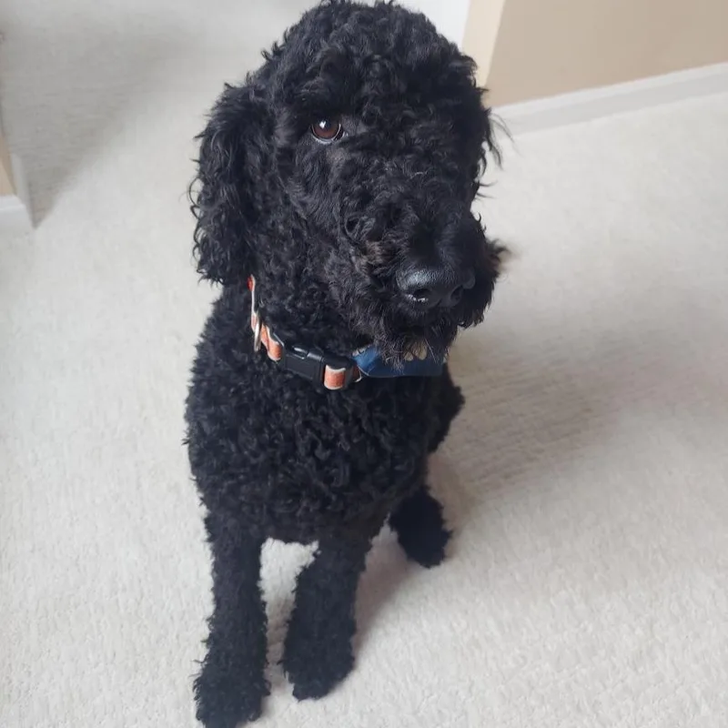 Tomatoes Virginia thumbnail 3