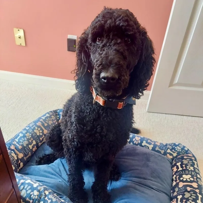 Tomatoes Virginia thumbnail 4