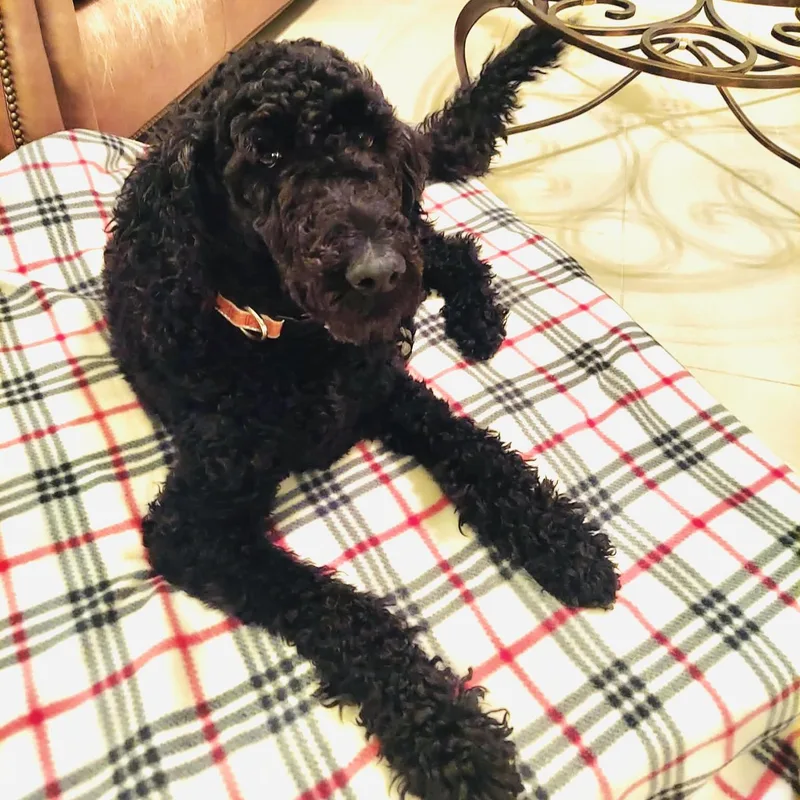 Tomatoes Virginia thumbnail 5