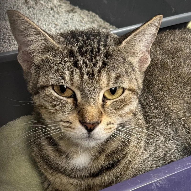 An adult medium-sized female Gray / Blue / Silver Domestic Short Hair cat named Memaw for adoption in Miami, FL