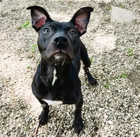 A young large-sized female Pit Bull Terrier dog named Mink for adoption in Aurora, IL