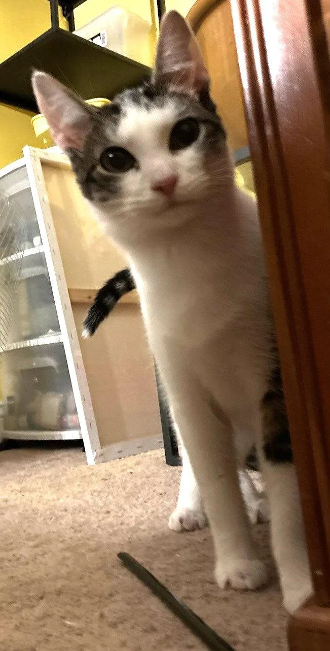 A young medium-sized male Domestic Short Hair cat named Jack for adoption in Trenton, NJ